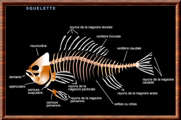 Poisson squelette