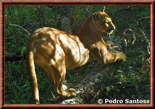 Puma d'Amérique du Sud (Puma concolor concolor)