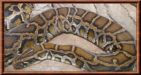 Python molure (Python molurus)