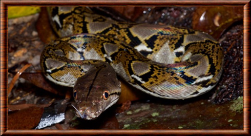 Python réticulé (Malayopython reticulatus)