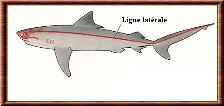 Ligne latérale du requin