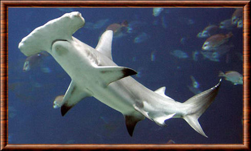 Requin-marteau commun (Sphyrna zygaena)