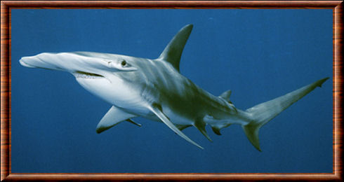 Requin-marteau halicorne 02