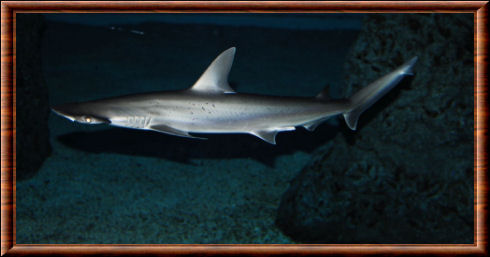 Requin-marteau tiburo 02