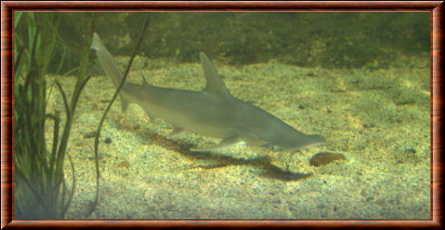 Requin-marteau tiburo 04