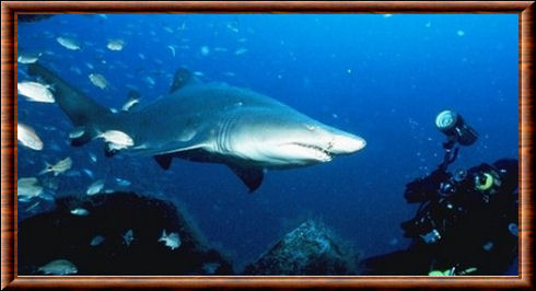 Requin-taureau 03