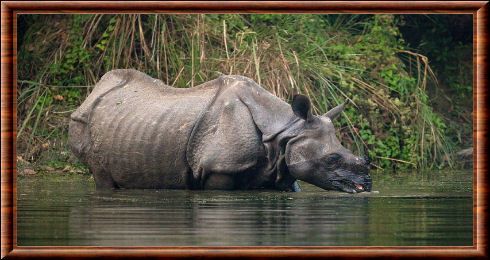 Rhinocéros indien 06