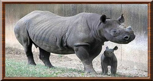 Rhinocéros noir 08