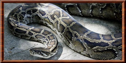 Serpent constricteur