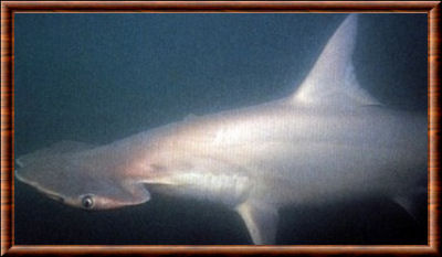 Smalleye hammerhead shark