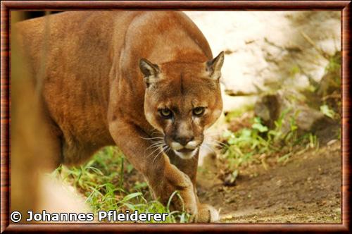 South American cougar (Puma concolor concolor)