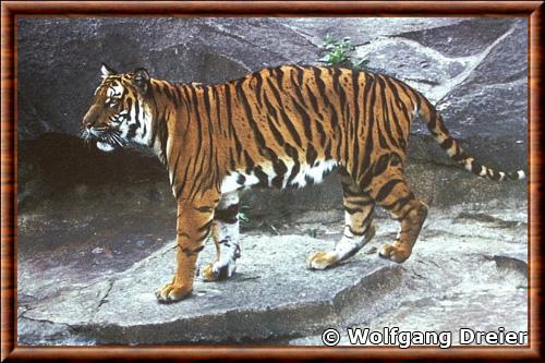 South chinese tiger (Panthera tigris amoyensis)