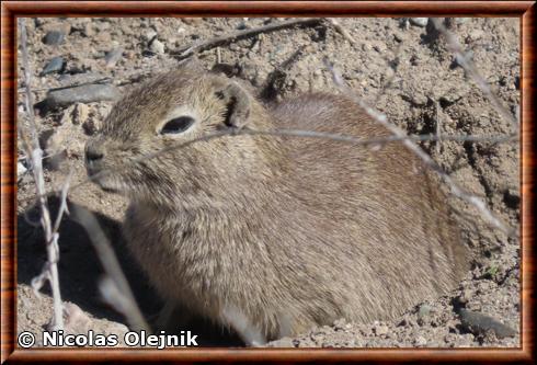 Southern mountain cavy