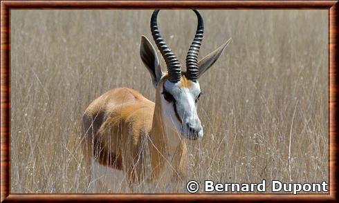 Springbok Kgalagadi national park