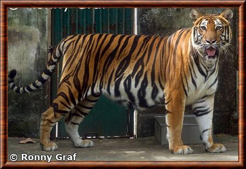 Tigre d'Indochine (Panthera tigris corbetti)