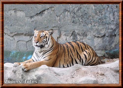 Tigre d'Indochine zoo Khao Kheow