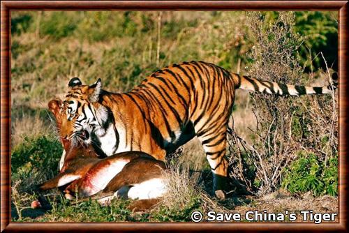 Tigre de Chine Laohu Valley Reserve