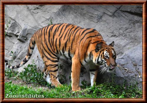 Tigre de chine meridionale (Panthera tigris amoyensis)