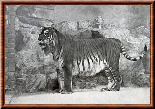 Tigre de la Caspienne (Panthera tigris virgata)