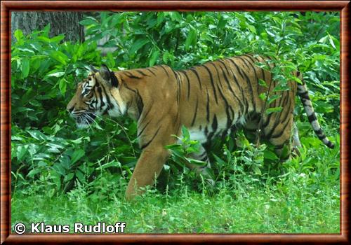 Tigre de Malaisie zoo Cottbus