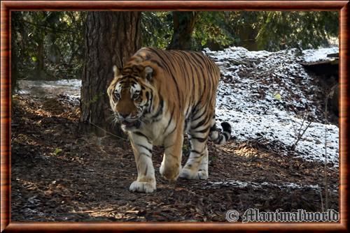 Tigre de Siberie (Panthera tigris altaica)