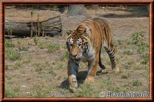 Tigre de siberie zoo Arcachon