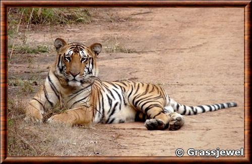 Tigre du Bengale Nagzira tiger reserve