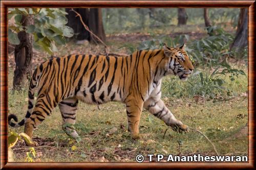 Tigre du Bengale (Panthera tigris tigris)