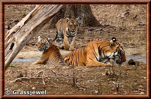 Tigre du Bengale parc national tadoba