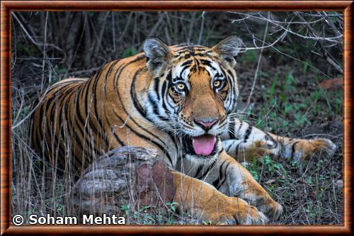 Tigre du Bengale portrait