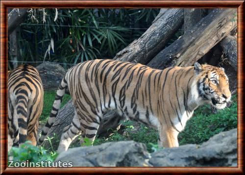 Tigre du Bengale zoo Dusit