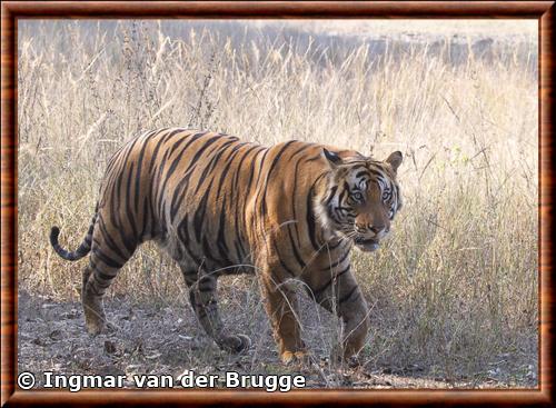 Tigre royal du Bengale