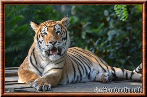 Tigre zoo Amneville