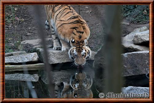 Tigre zoo Mulhouse