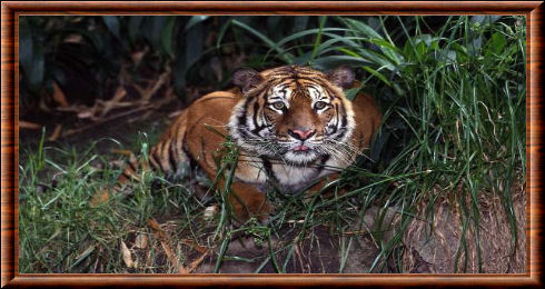 Le tigre d'Indochine est en voie d'extinction