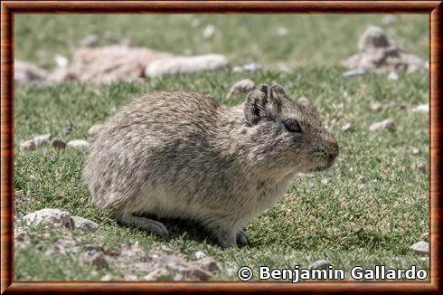 Yellow-toothed Cavy (Galea musteloides)