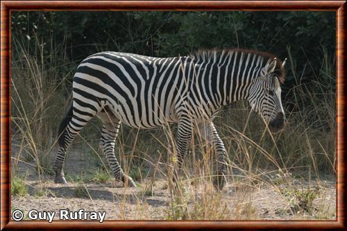 Zebre de Crawshay Equus quagga crawshayi
