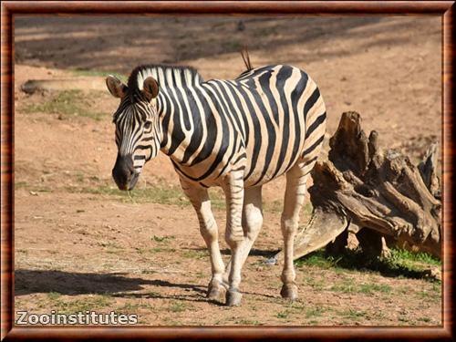 Zebre des plaines zoo de Santo Inacio