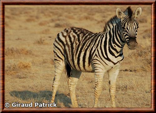 Zebre juvenile parc national Etosha