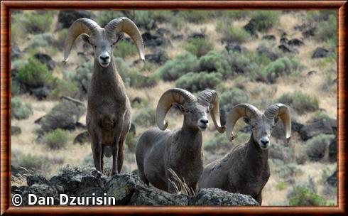 Mouflon d'Amérique de Californie (Ovis canadensis californiana)