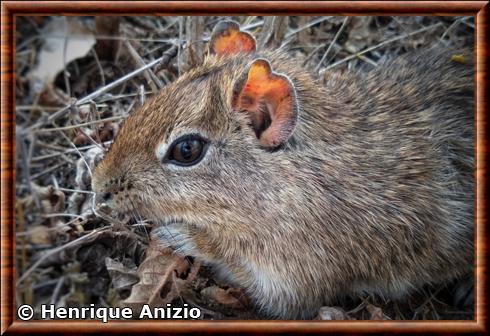 Spix's yellow-toothed cavy (Galea spixii)
