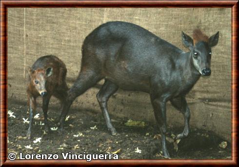 Abbott's Duiker