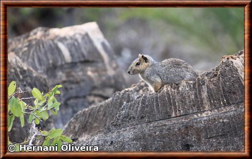 Acrobatic cavy (Kerodon acrobata)