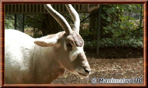 Addax gros plan