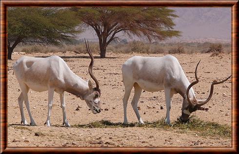 Addax en Israel