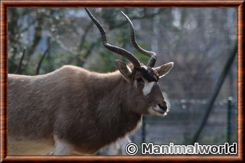 Addax nasomaculatus