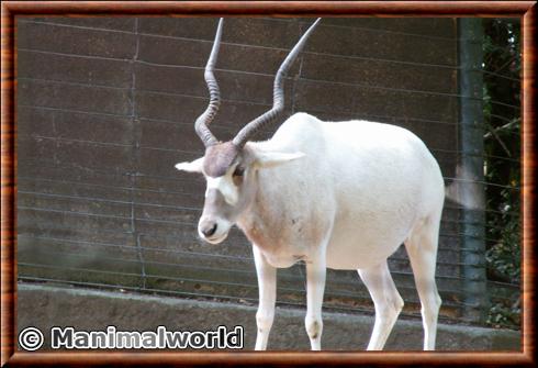 Addax au zoo de Mulhouse