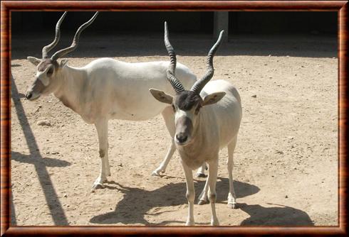 Addax au zoo de Tachkent