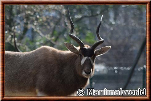 Addax (Addax nasomaculatus)