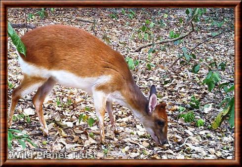 Aders' Duiker